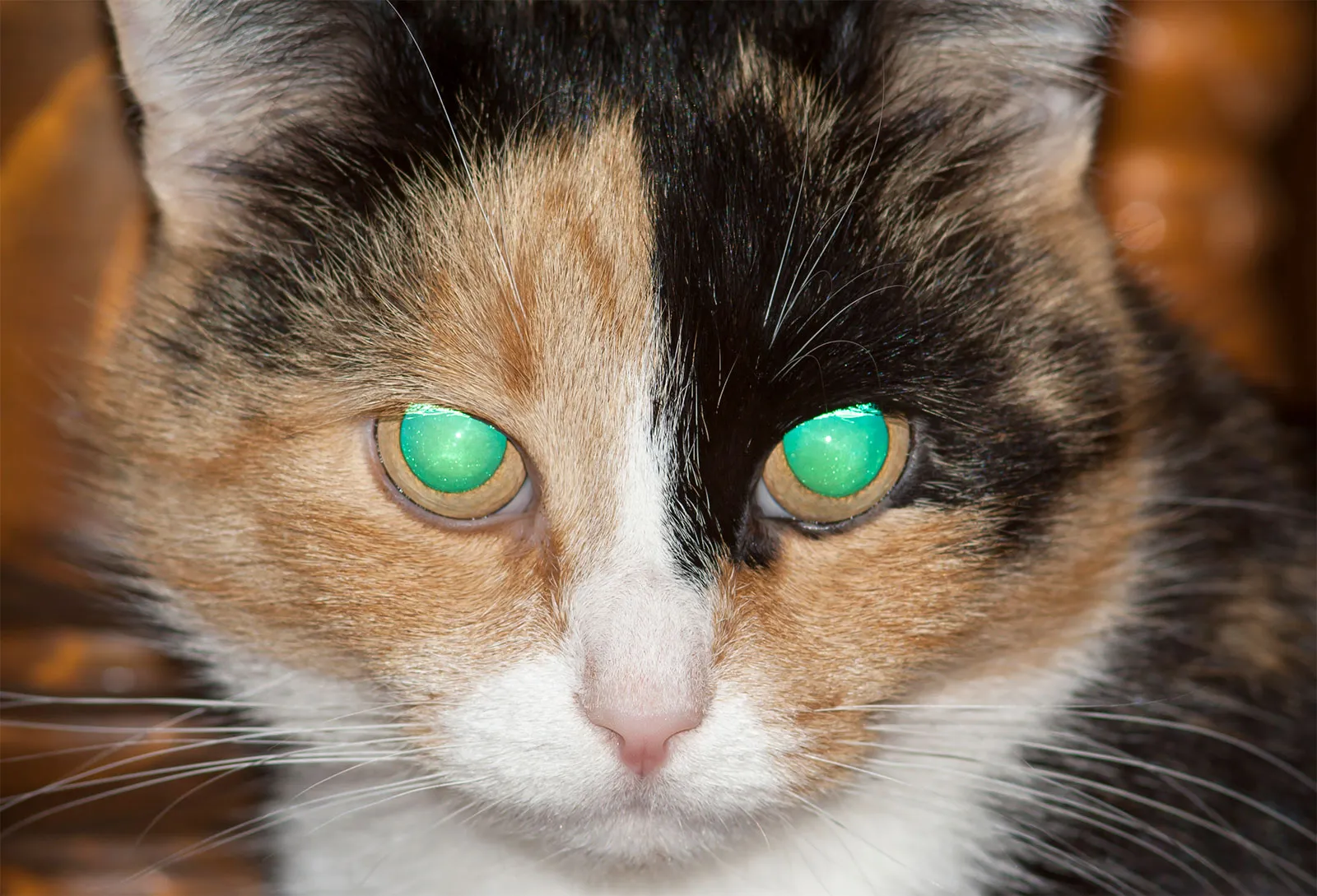 A photo of a cat